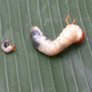 WHITE GRUBS - © School of Ecology and Conservation
