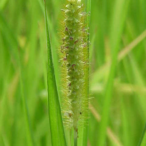 Yellow Foxtail 